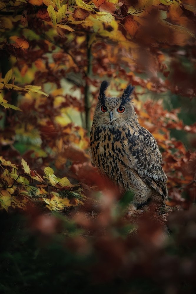 Hidden int the leaves