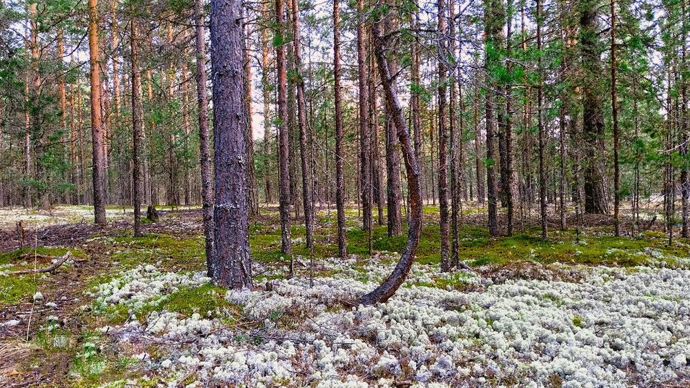 Photograph by Ruslan Sevastyanov