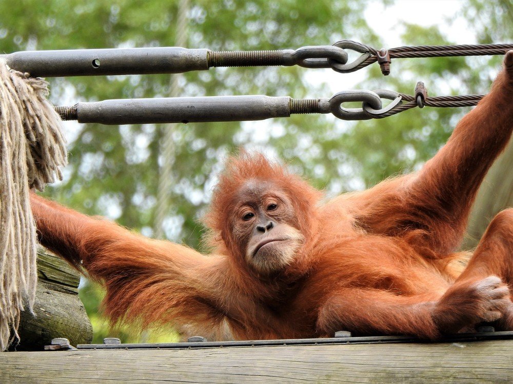 Photograph by Antonio Perestrelo