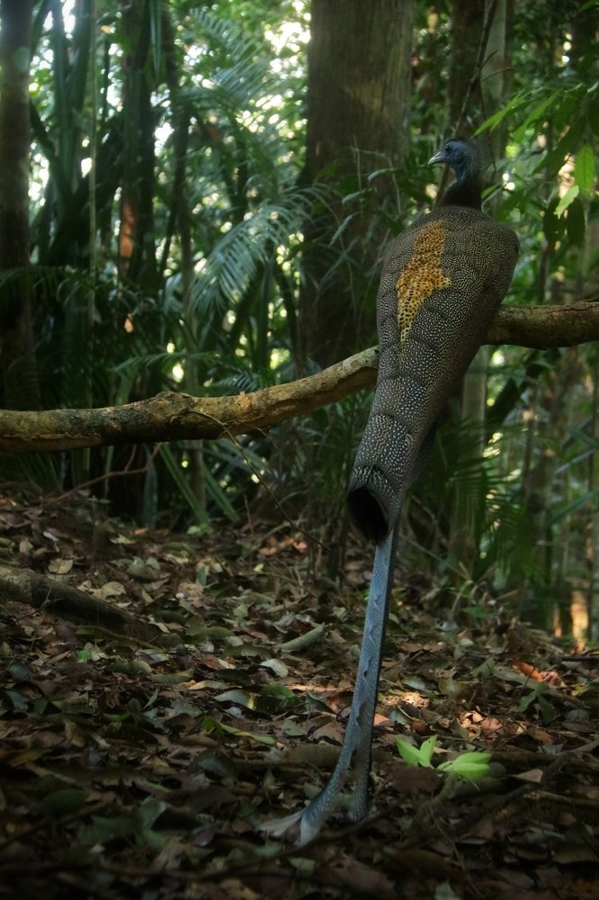 Photograph by Heshana Ariyaratne