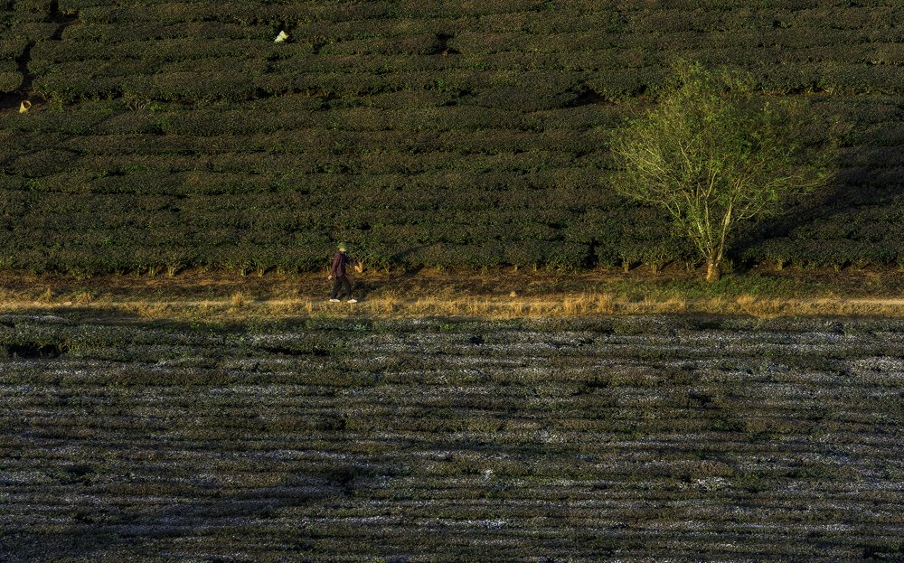 Photograph by Hoàng Hiếu