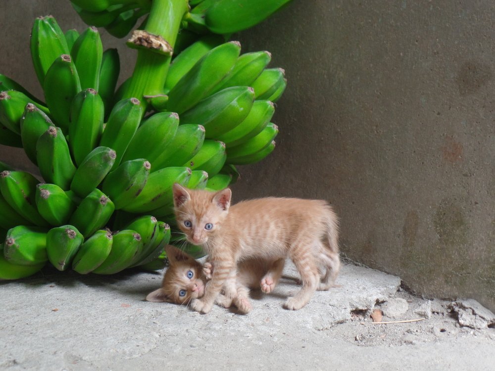 Photo #4190182