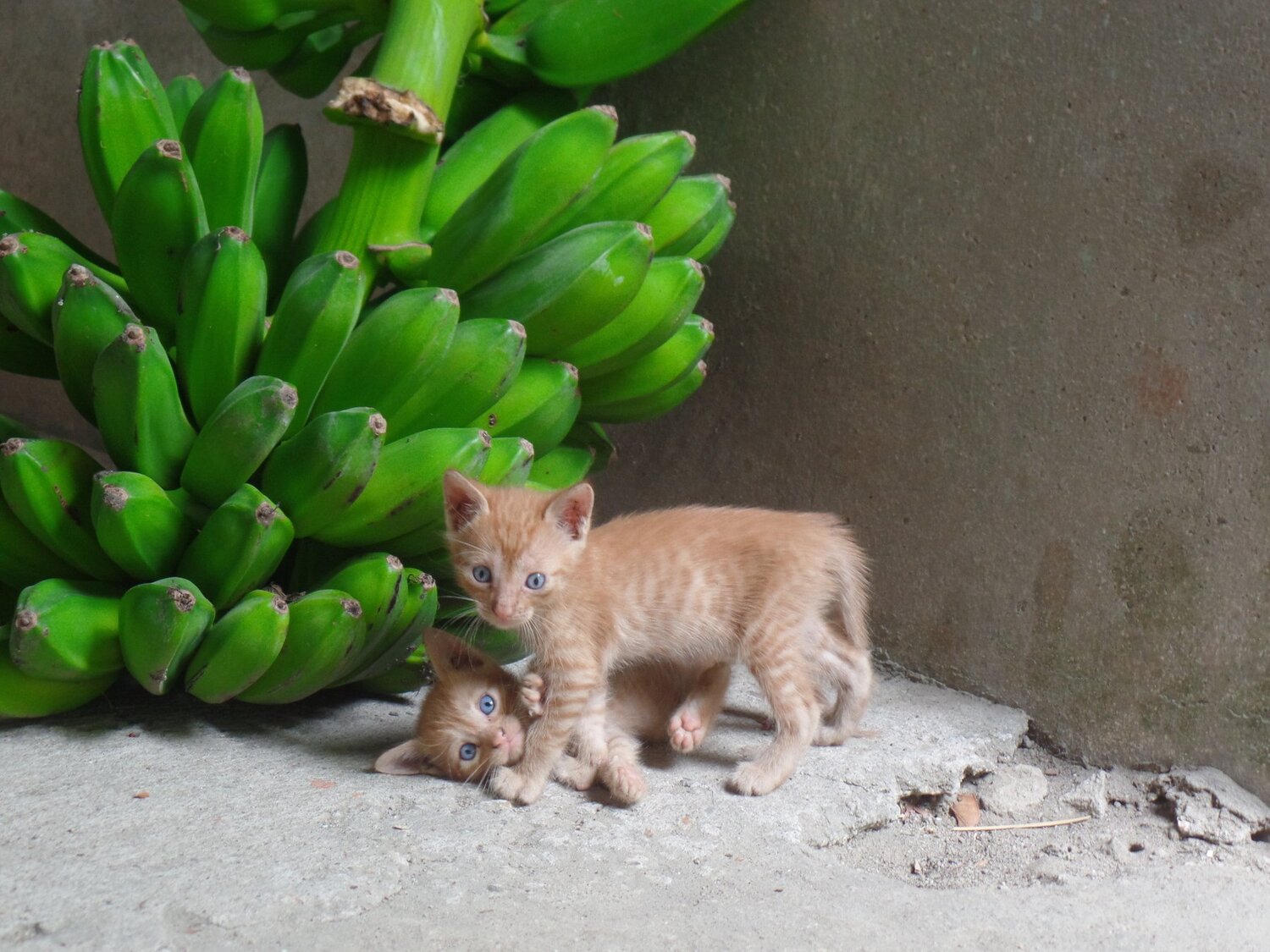 Photo #4190182