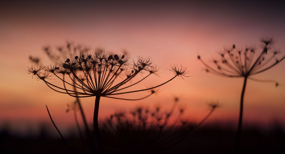 Фотография автора Алиса Чурчудесная