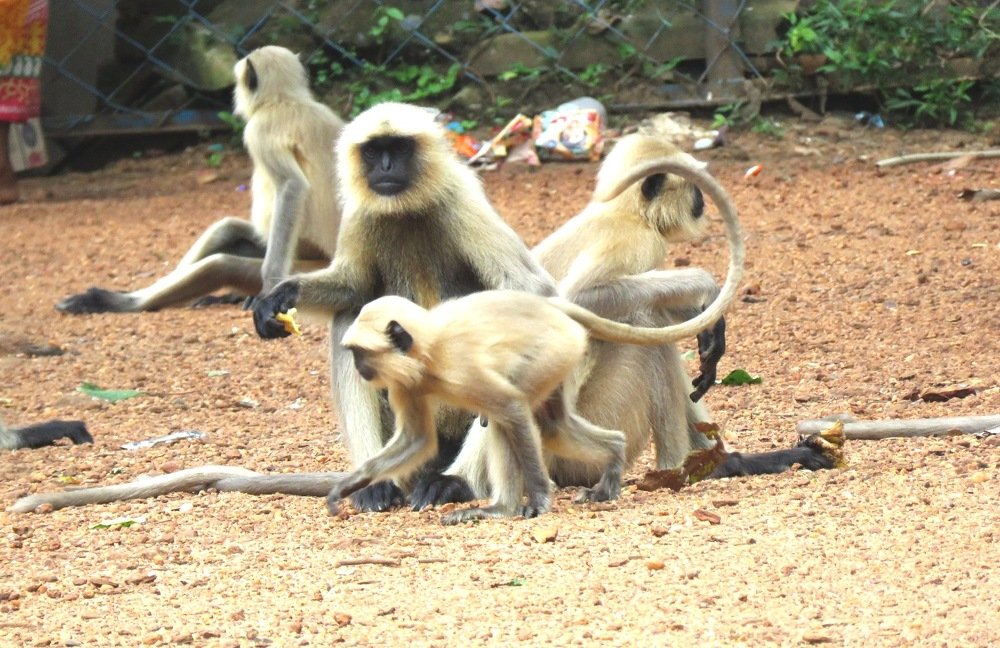 Photograph by suparna ghosh