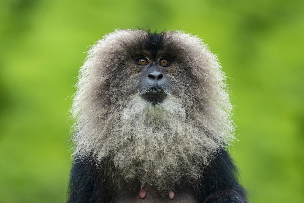 Lion-tailed macaque