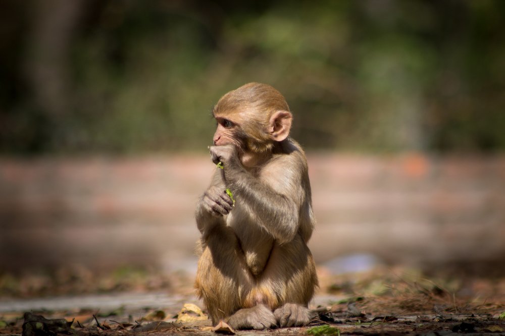 Photograph by Keshav Kandel