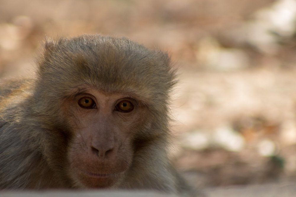 Photograph by Keshav Kandel