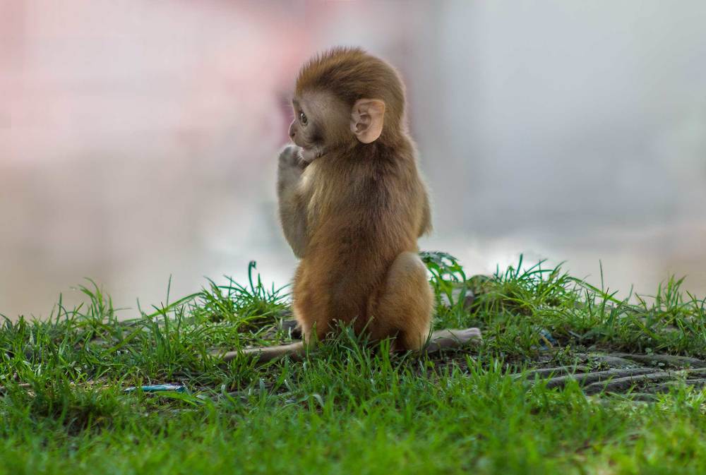 Photograph by Keshav Kandel