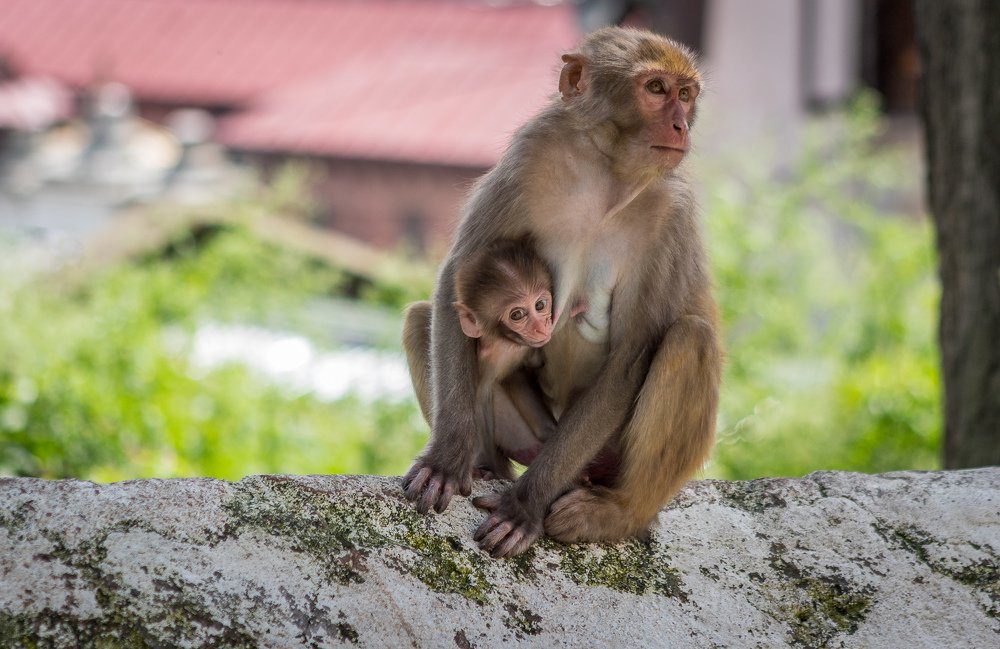 Photograph by Keshav Kandel