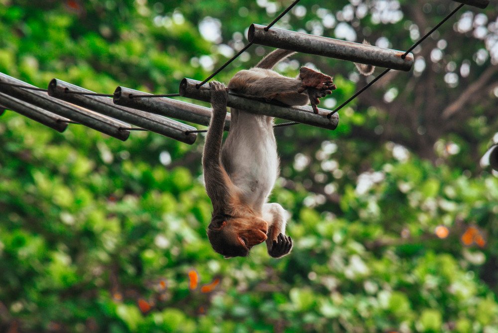 Photograph by Suksiri Natcha