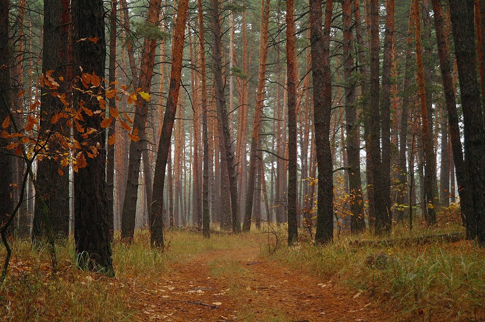 Photograph by Евгений Кулик
