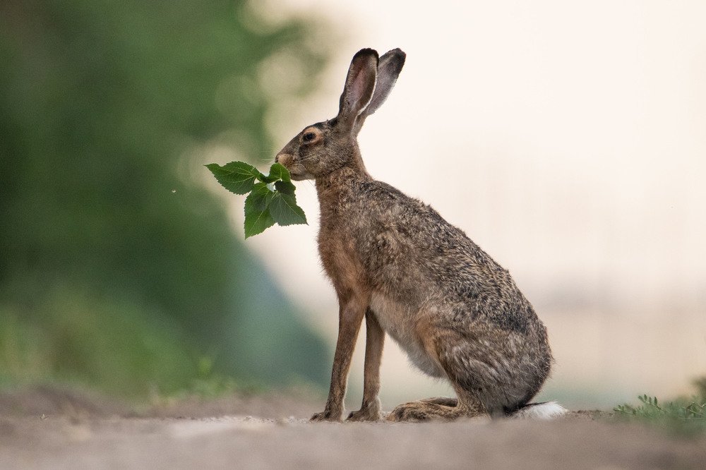 Photograph by Цветков Сергей