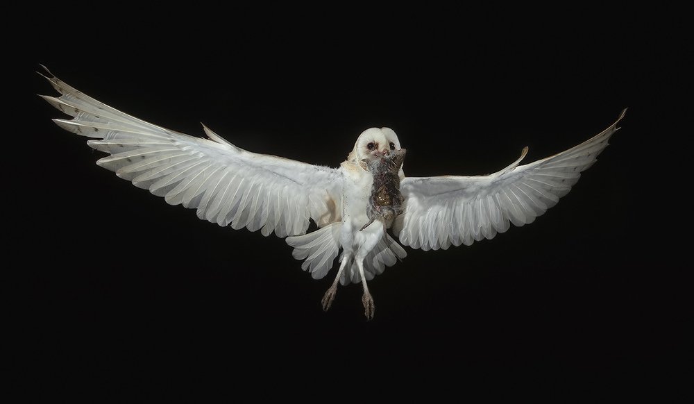 Barn Owl -Обыкновенная сипуха.