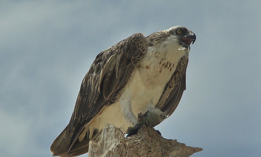 Photograph by Евгений Кулик