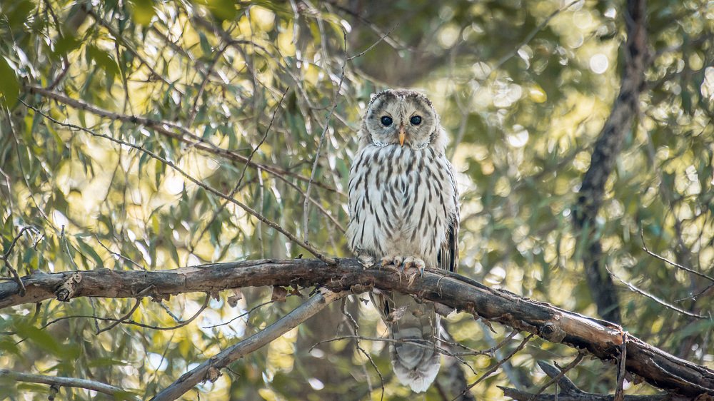 Длиннохвостая неясыть