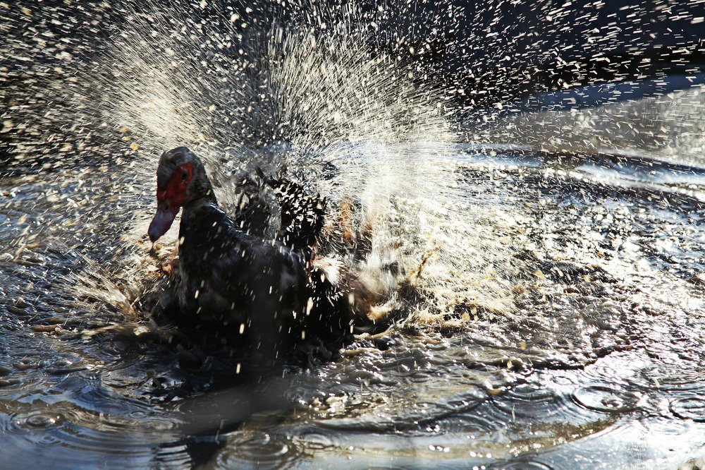 Photograph by Yulia Padalko