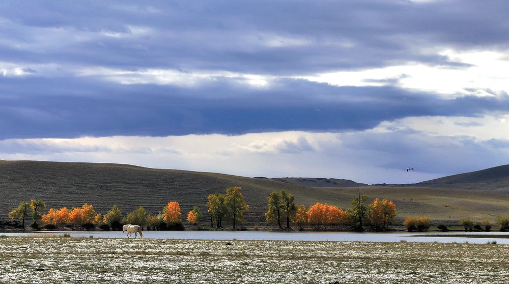 Лошадь и жураль.