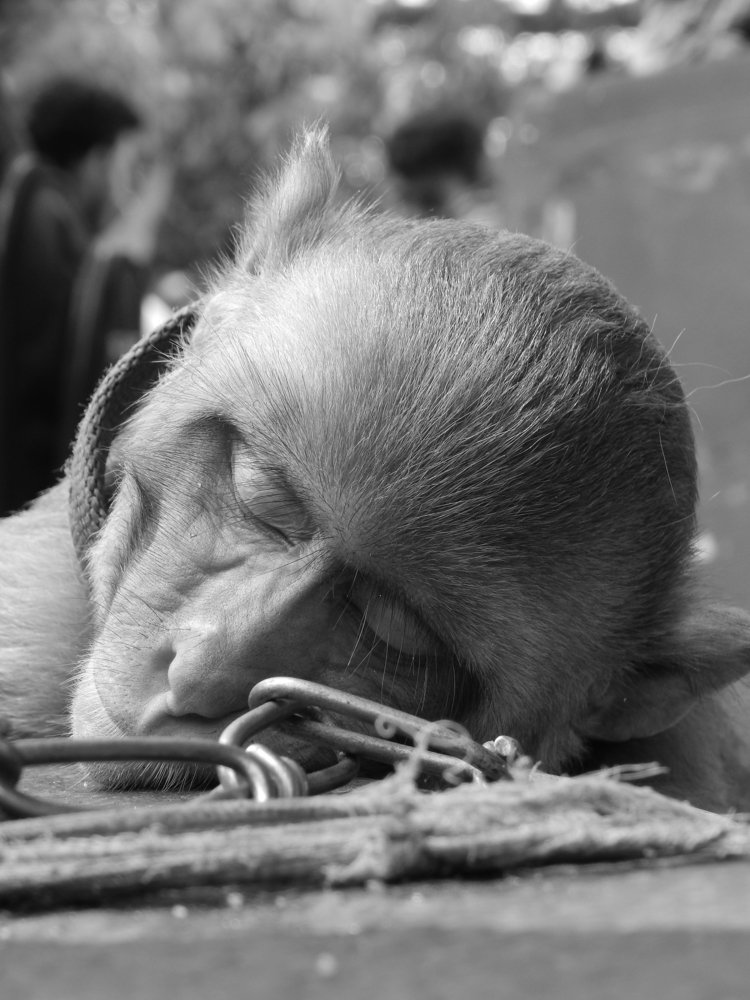 Photograph by Santanu Dey