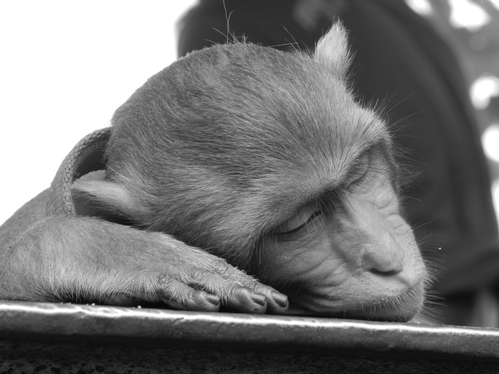 Photograph by Santanu Dey