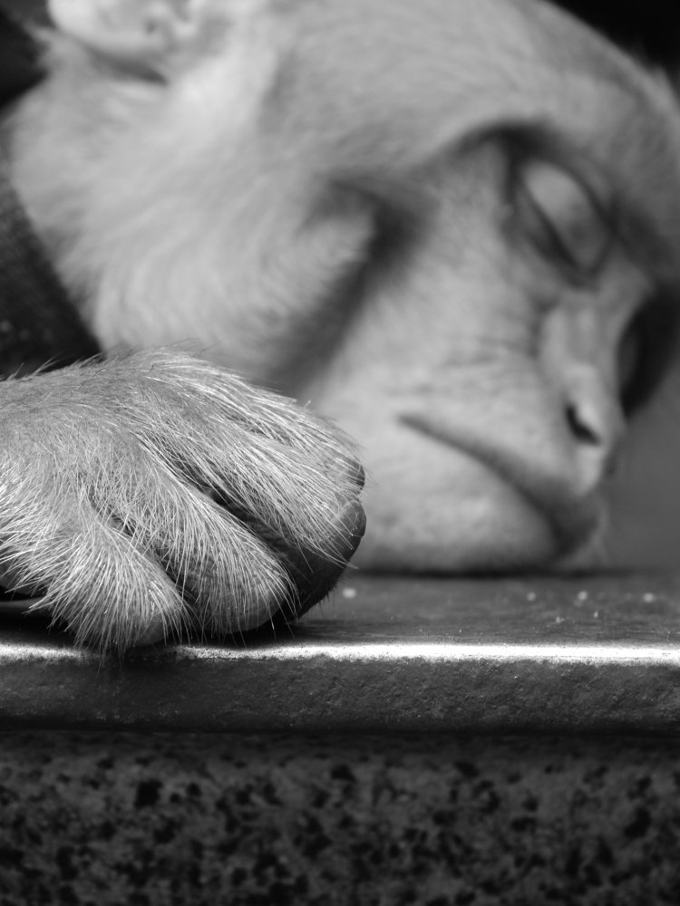 Photograph by Santanu Dey