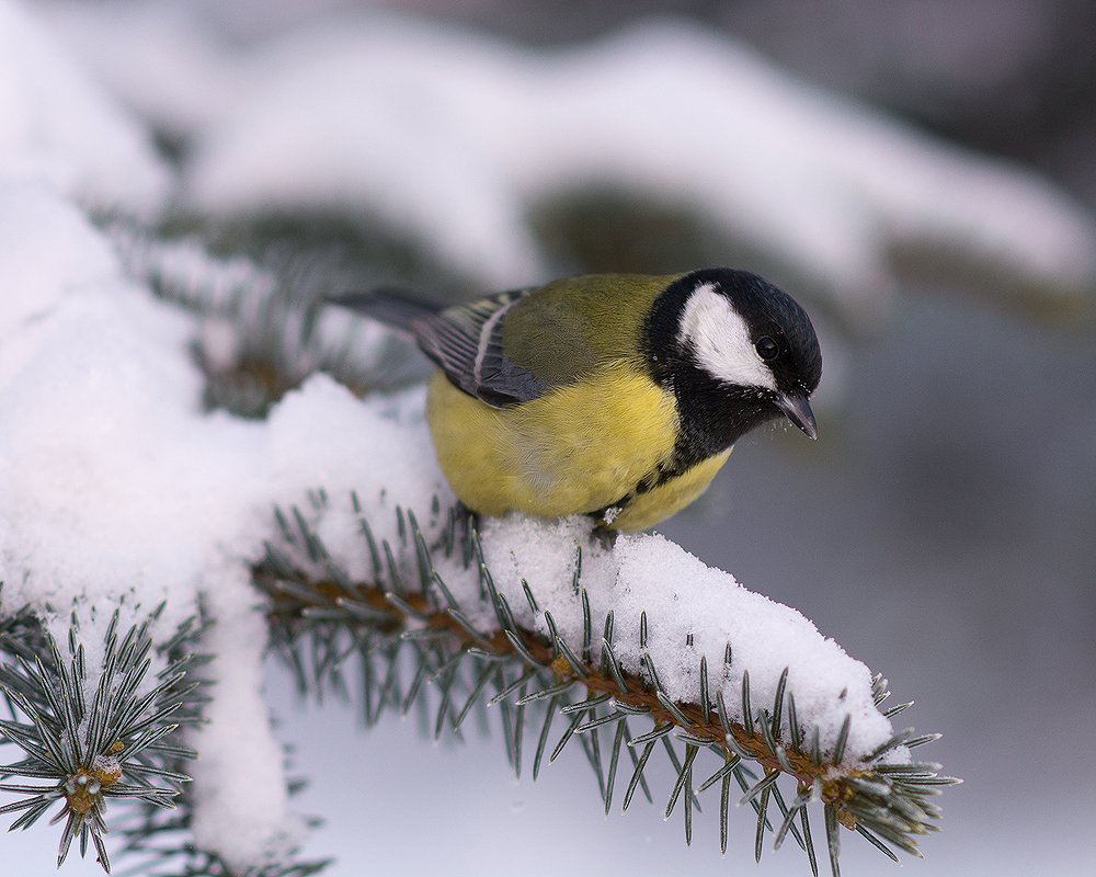 Куда подевалась семечка?