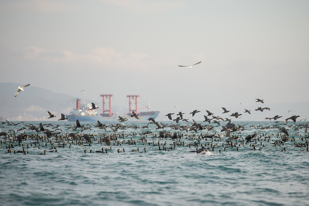 Photograph by Сергей Котов