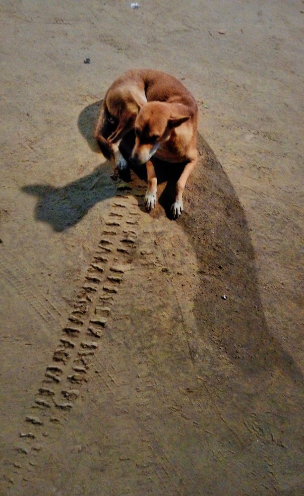 Photograph by Shamsuzzaman Akash