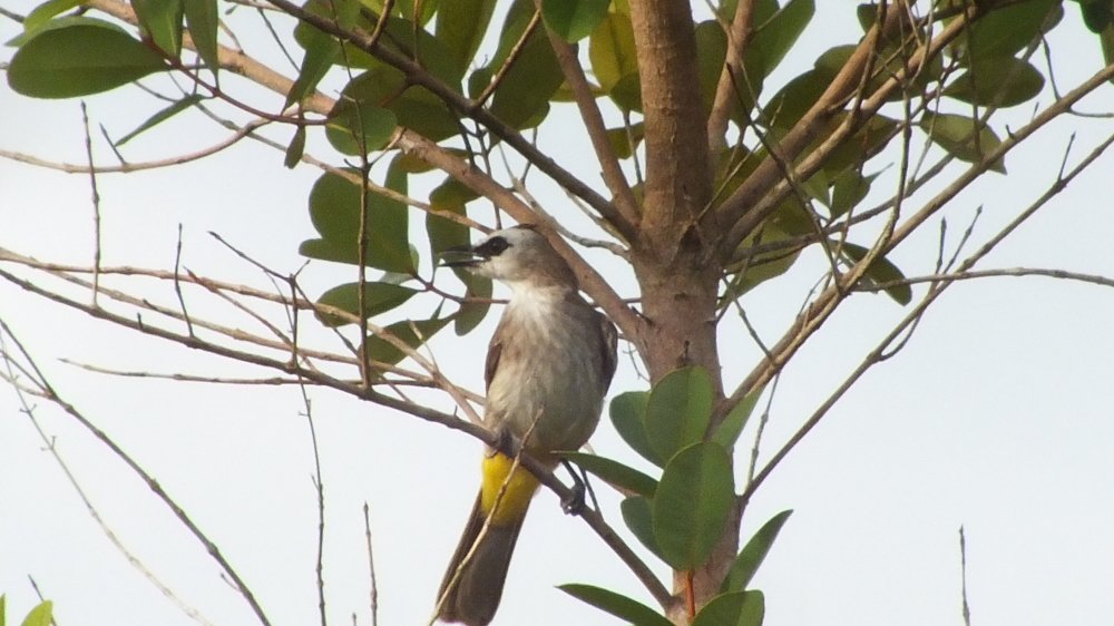 Trucuk si burung urban