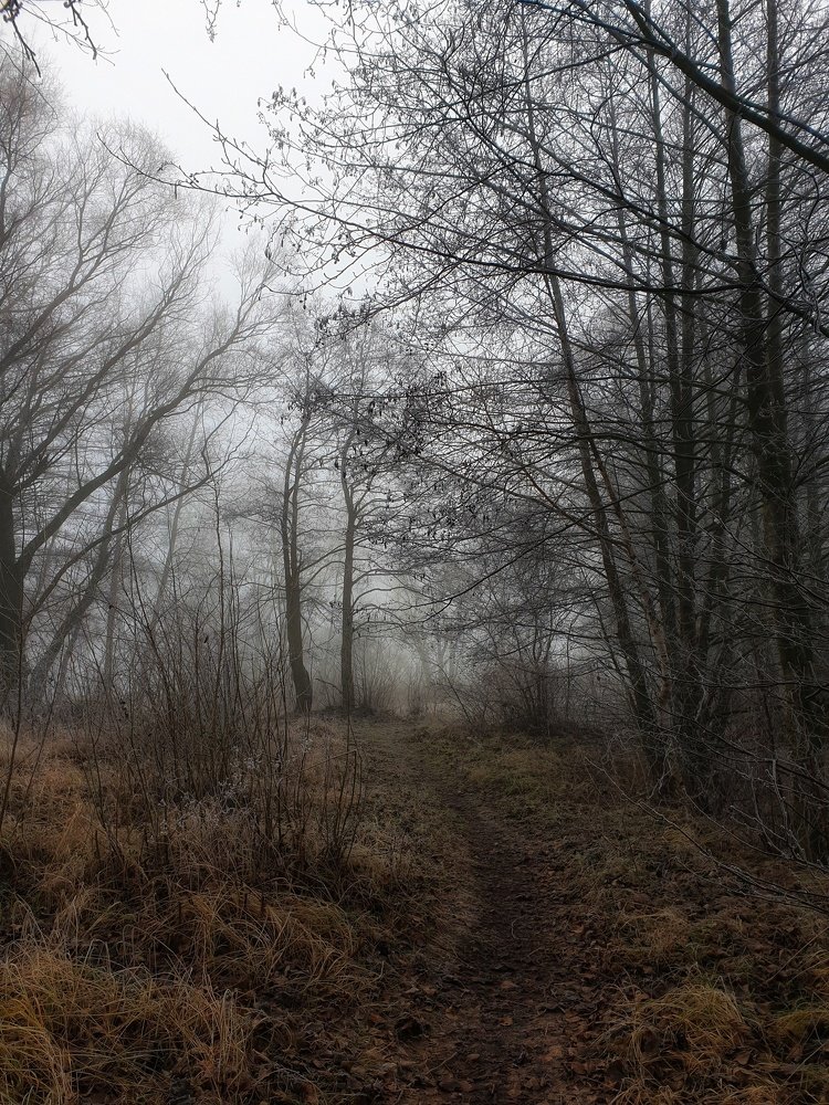 утро в лесу