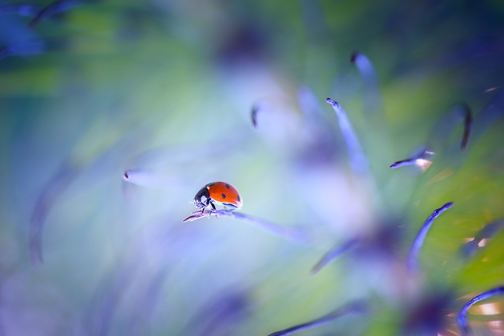 Ladybug