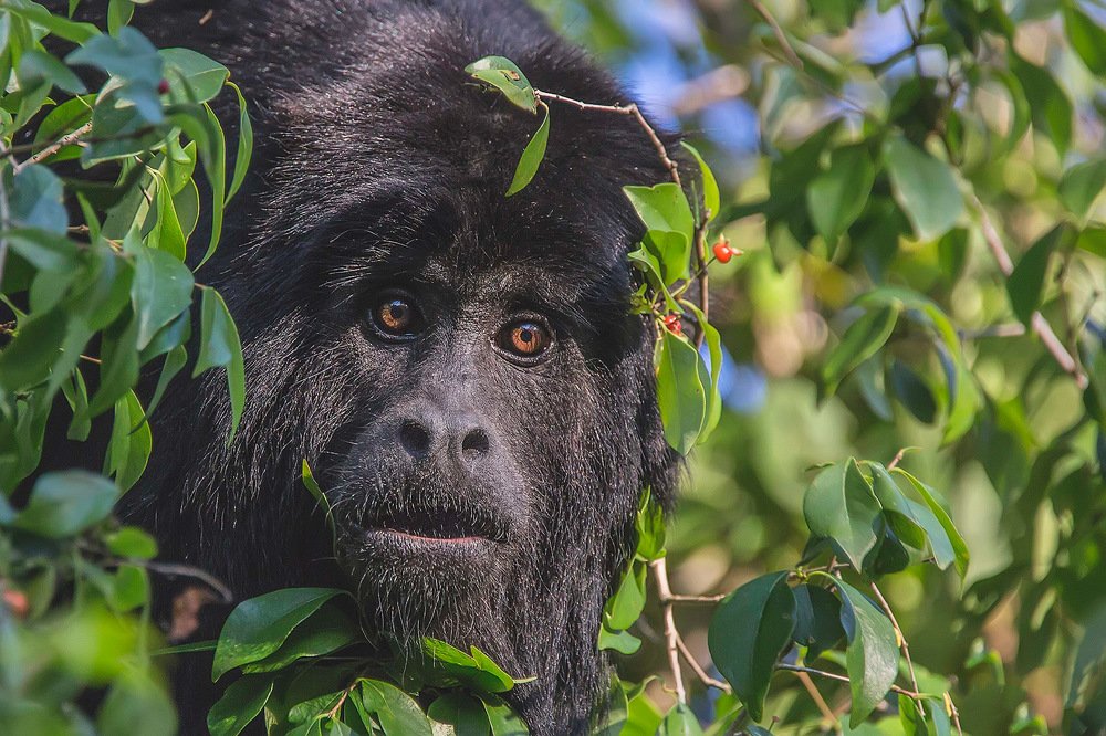 Фотография автора Carlos Gianoli