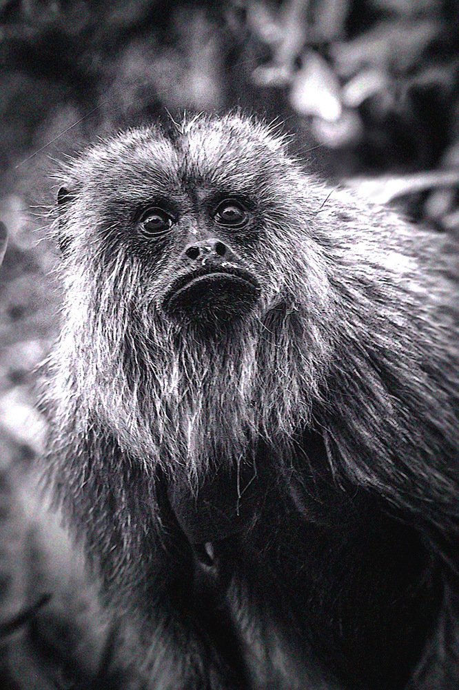 Фотография автора Carlos Gianoli