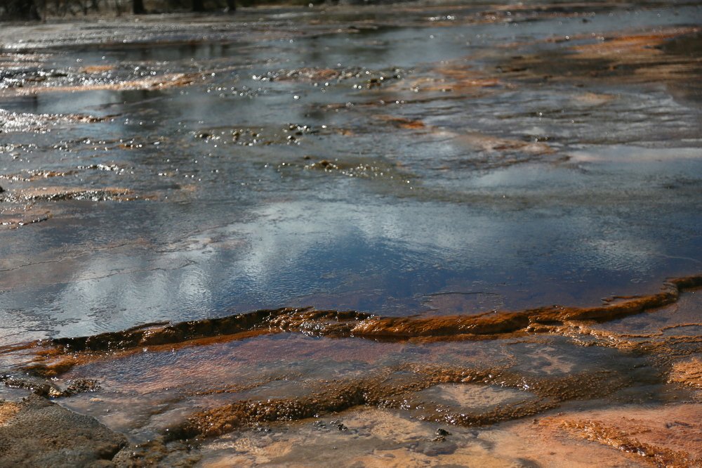 Nature artist  - Yellowstone