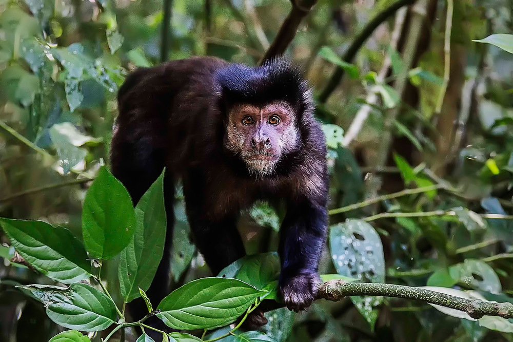 Фотография автора Carlos Gianoli