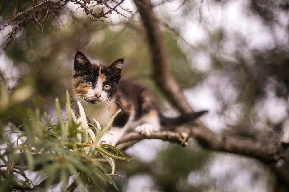 Photograph by МАРИЯ КУЛИЕВА