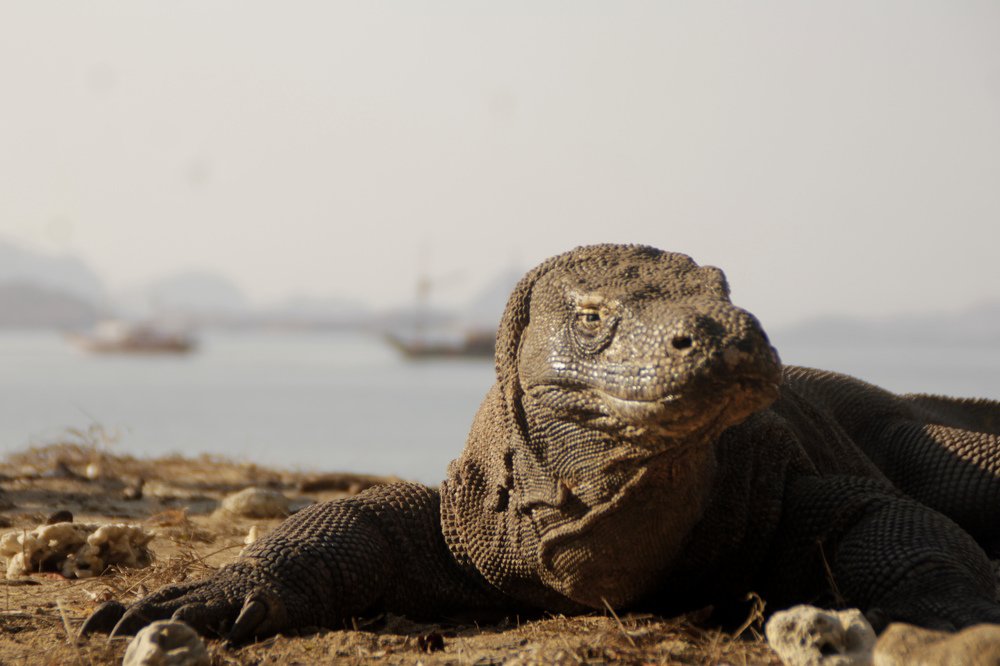 Komodo The Dragon