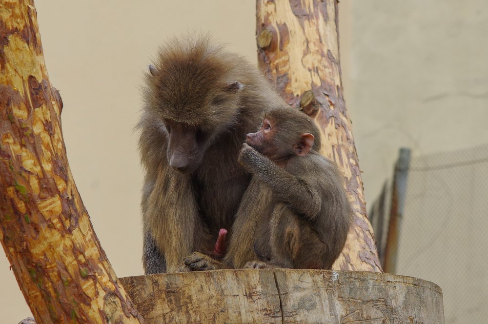 Photograph by Денис Бурмакин