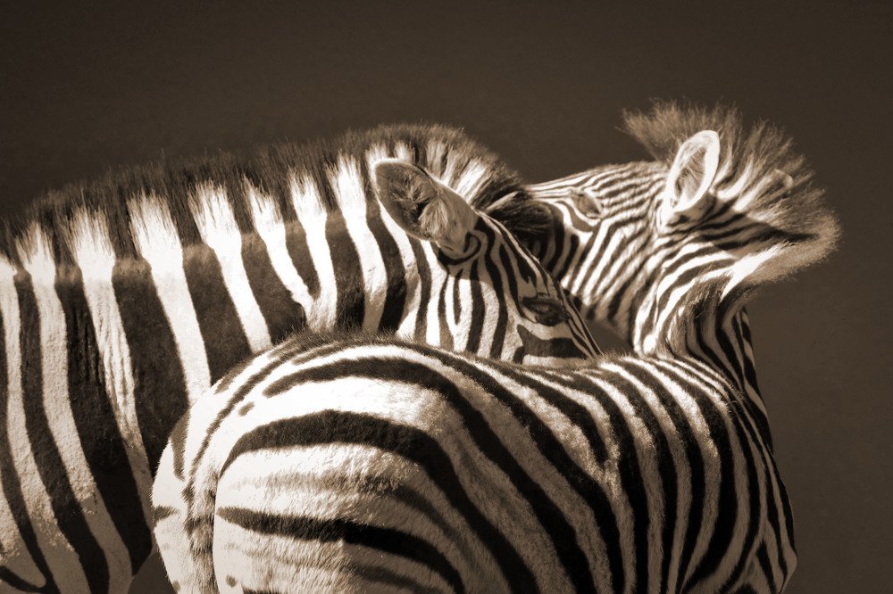 Полосатая любовь.