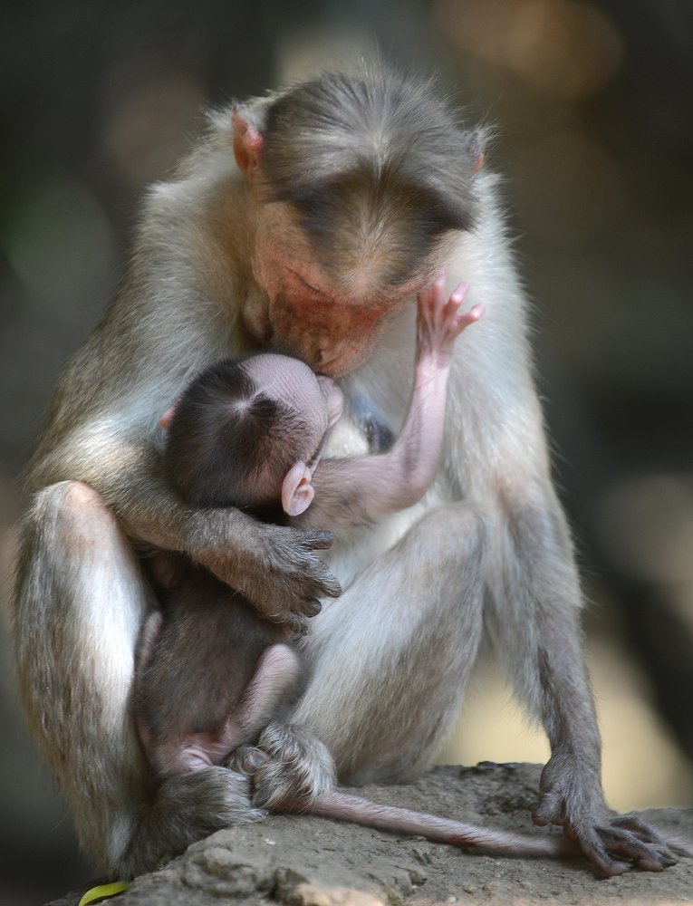 Материнская любовь