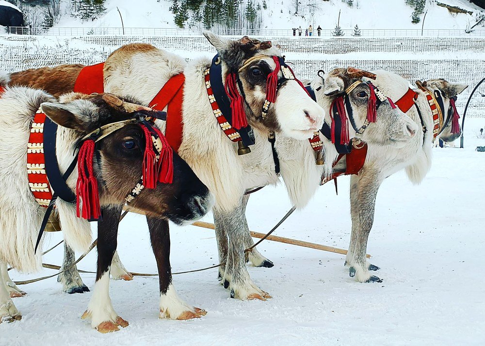 Северный олень