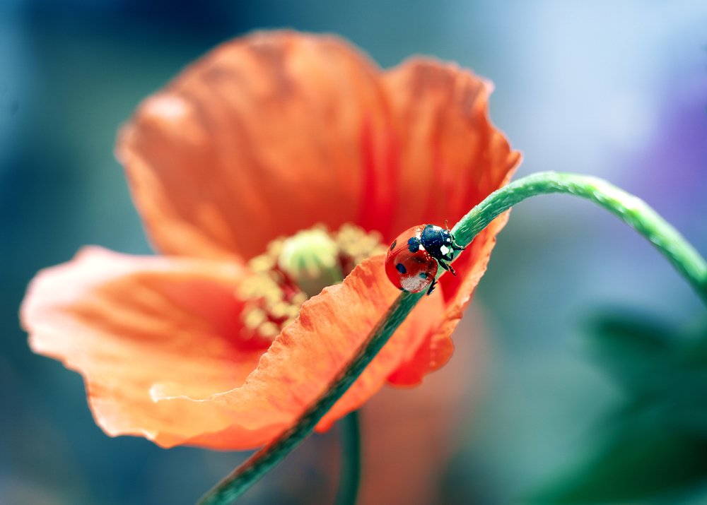 Божья коровка и мак