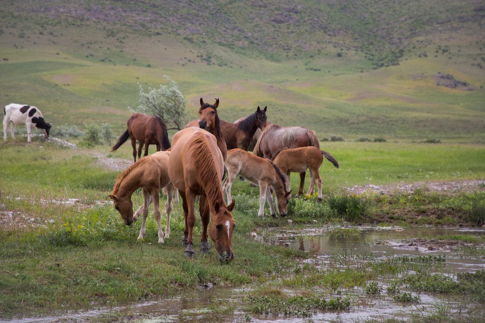 Photograph by Андрей Тайгунов
