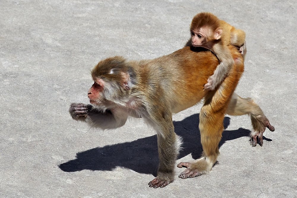 Фотография автора Сергей Низовцев