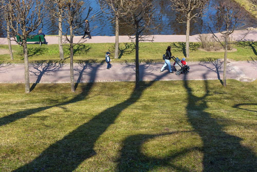 Призрачный мир старых петергофских деревьев