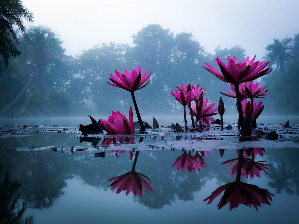 Morning Beauty of Bangladeh.