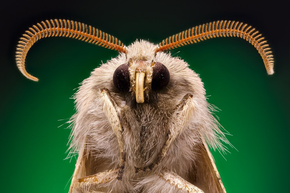 Portrait of Moth