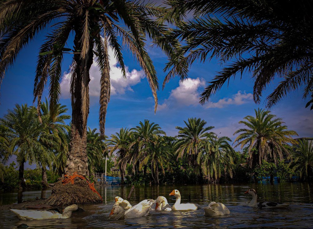 Photograph by Joy Mondal