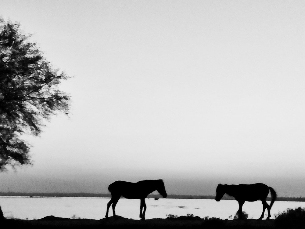 Photograph by Joy Mondal