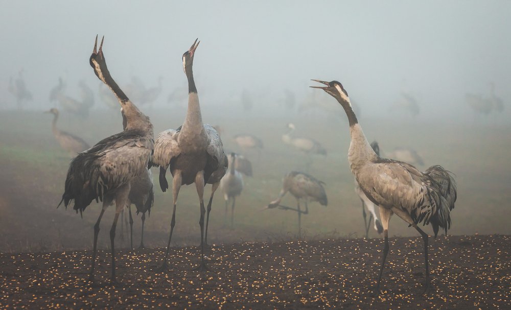 Журавлиная песня